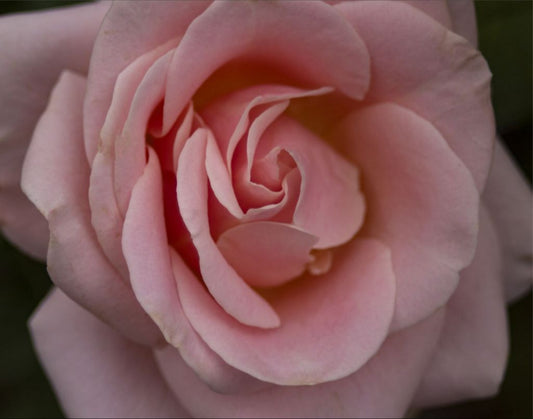 11x14 image printed on high quality aluminum. Comes ready to hang with inset metal frame finished with a wire hanger.