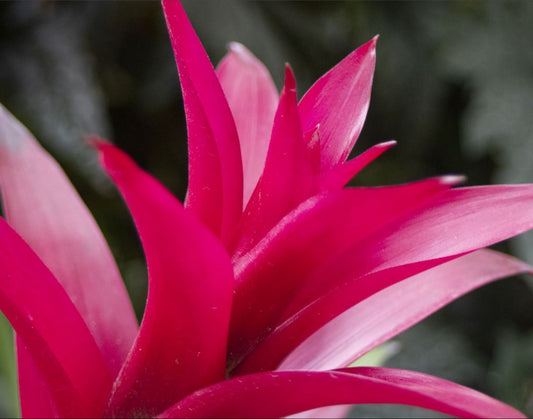 11x14 image printed on high quality aluminum. Comes ready to hang with inset metal frame finished with a wire hanger.