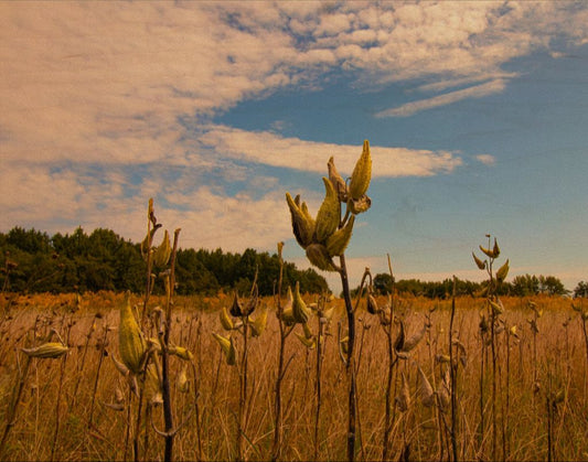 Rustic Meadow Wood Print