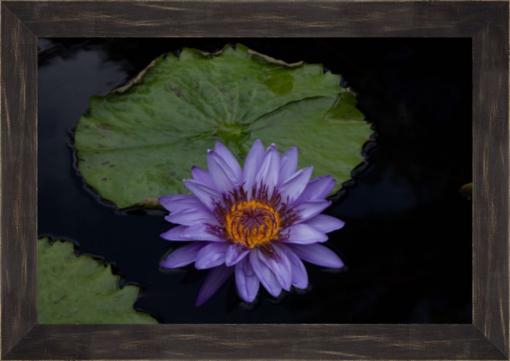 Purple Lotus Framed Prints