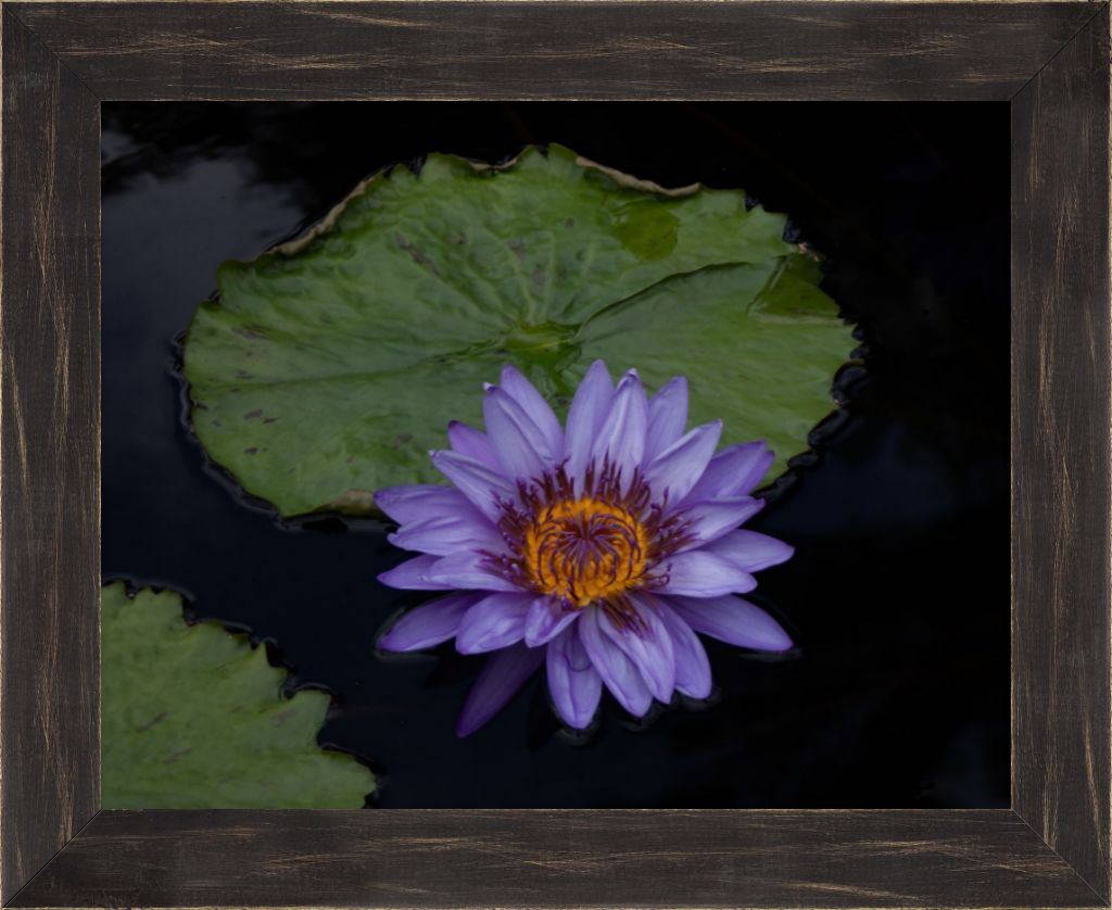 Purple Lotus Framed Prints