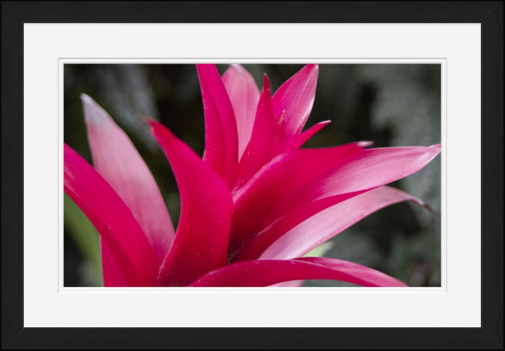 Spikes of Pink Framed Print