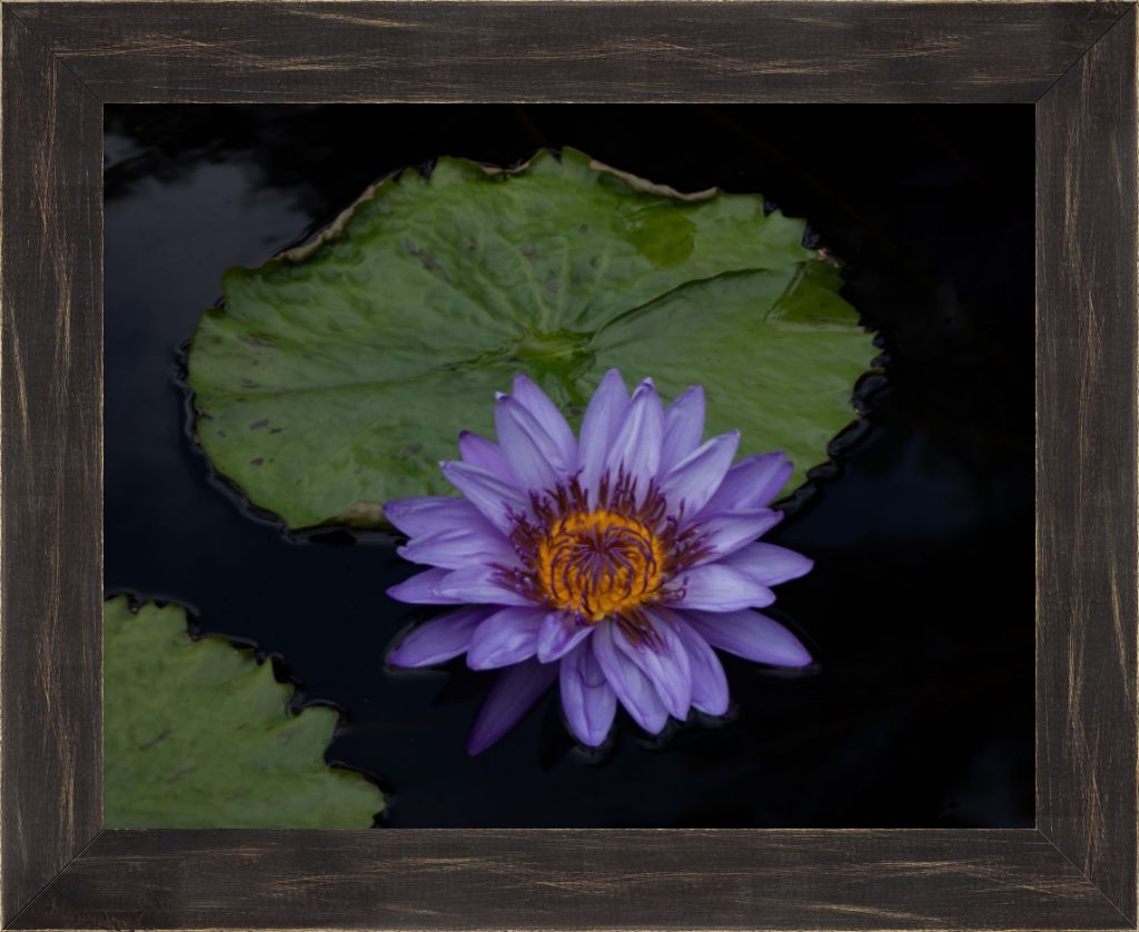 Purple Lotus Framed Prints