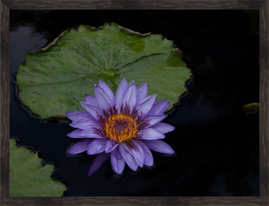 Purple Lotus Framed Prints