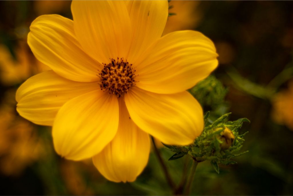 Sunshine Petals Acrylic Print