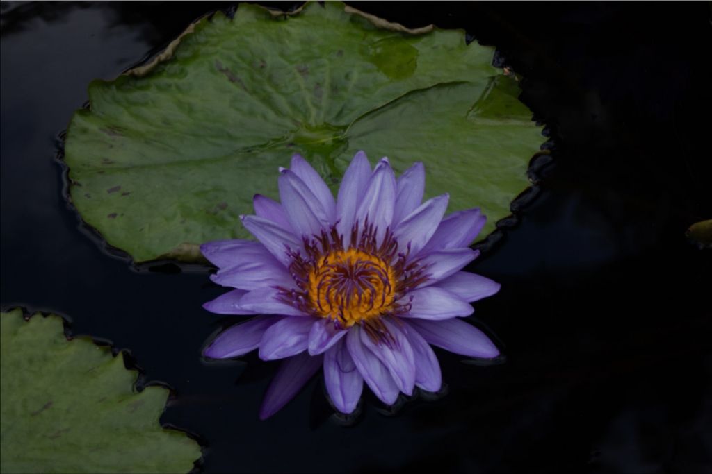 Purple Lotus Canvas Print