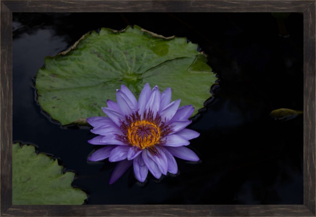 Purple Lotus Framed Prints