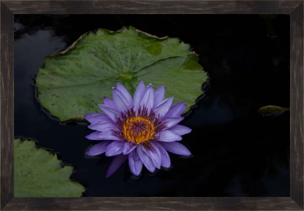 Purple Lotus Framed Prints