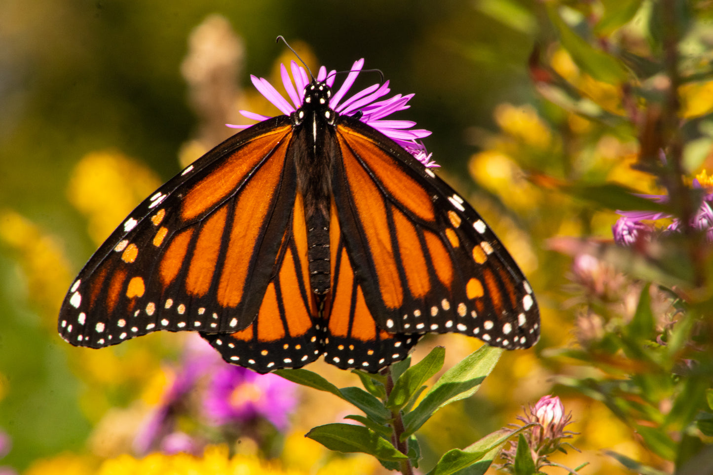 Monarch Butterfly Metal Print