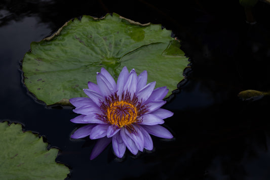 Purple Lotus Metal Print