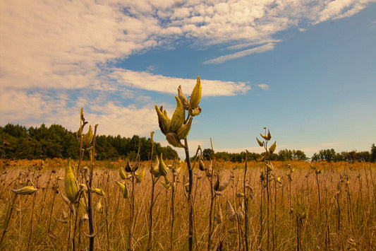 Rustic Meadow Metal Print