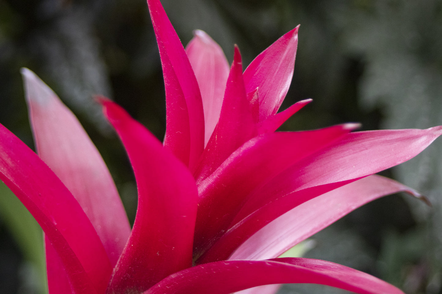 Spikes of Pink Framed Print