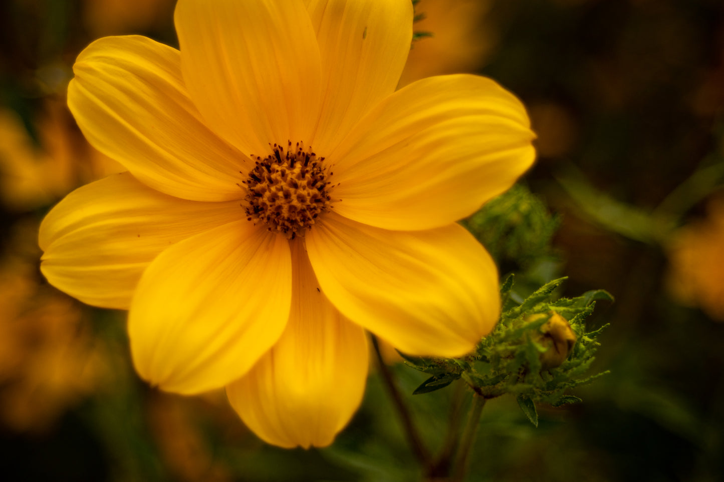 Sunshine Petals Framed Print