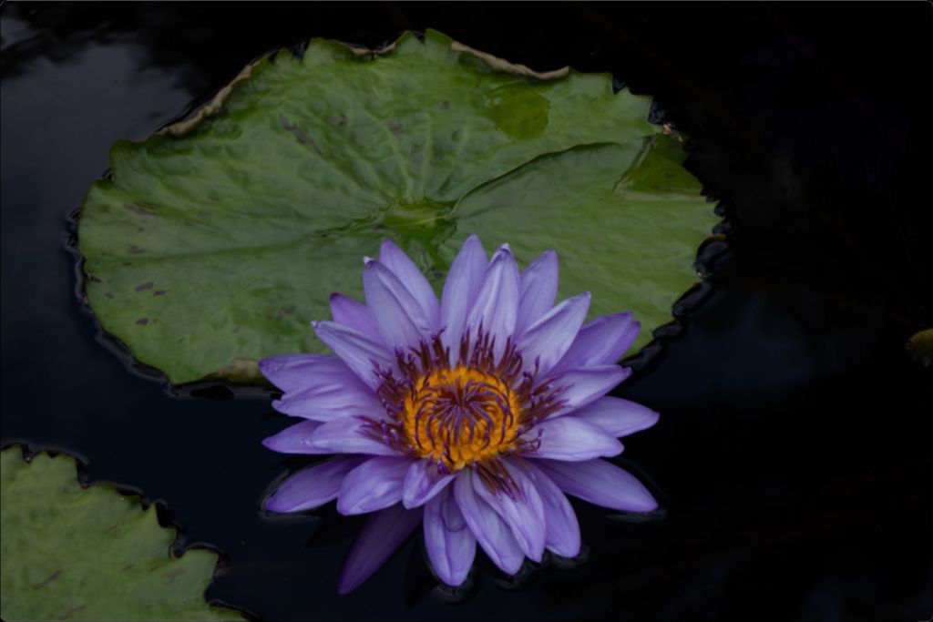 Purple Lotus Metal Print