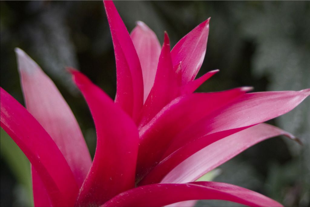 Spikes of Pink Canvas Print