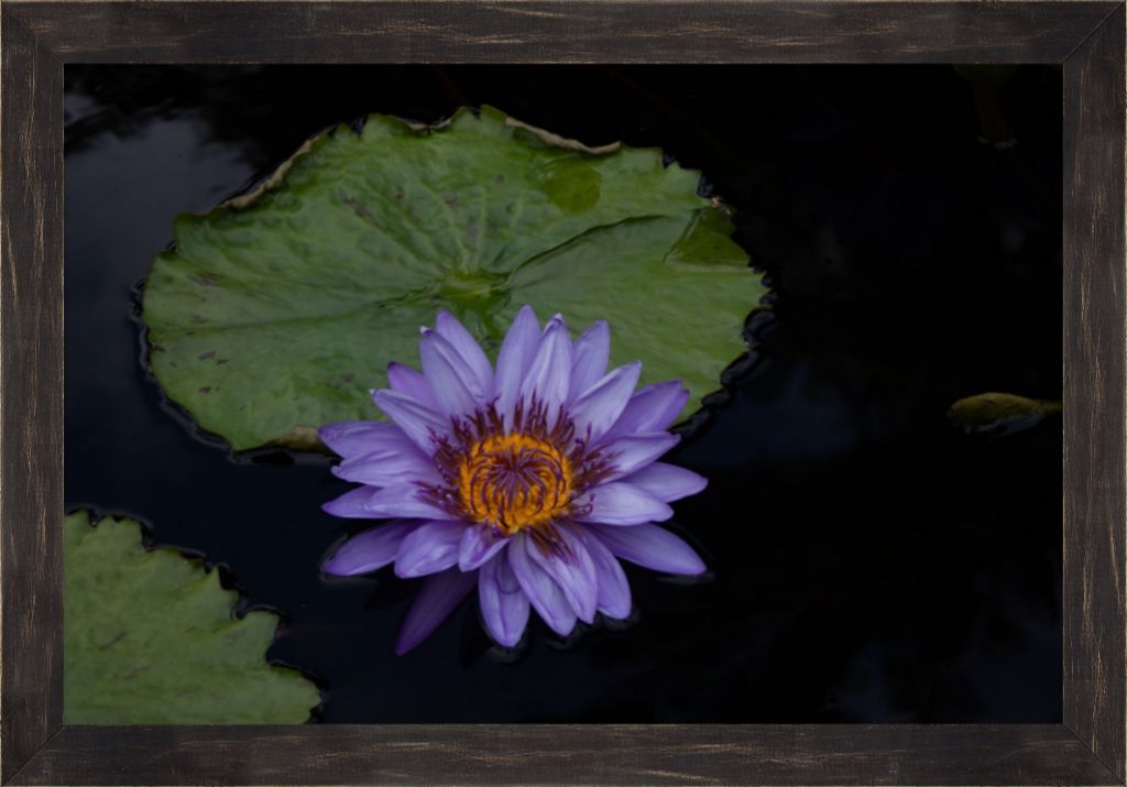 Purple Lotus Framed Prints