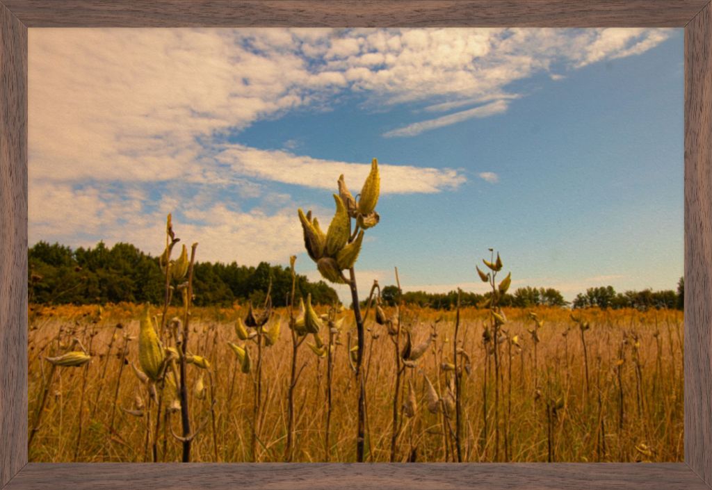 Rustic Meadow Framed Print